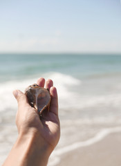 The beautiful conch in hand, against a seascape background.