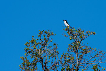 A fiscal shrike perched on the top of a tree, iMfolozi Game Reserve, South Africa.