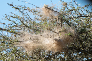 A nest of the social spider in the branches of a thorn in the wild, iMfolozi Game Park, South Africa.