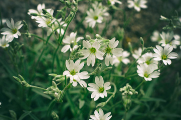 Obraz premium White stellaria delicate flowers. Stellaria growth in field, Caryophillaceae - Stellaria holostea flower