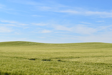 green field of grass and blue sky