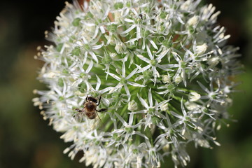 Hintergrund Sommer - Detailaufnahme vom Riesen-Zierlauch Allium 