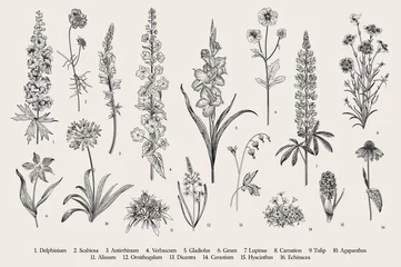 Fotobehang Garden flowers. Set. Vintage vector botanical illustration. Black and white © OlgaKorneeva
