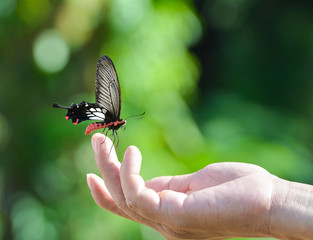Butterfly sitting on woman's hand , nature background