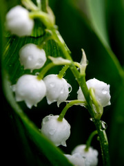 Lily of the valley flowers in a clearing in the rain with raindrops, a narrow focus area, macro © petrovval