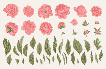 Vintage vector botanical illustration. A set of independent elements. Flowers, buds and leaves of peonies. © OlgaKorneeva