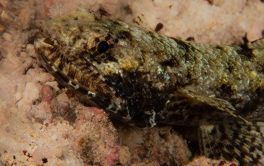 Lizard Fish
