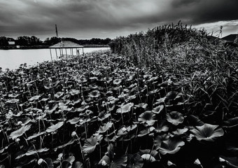 landscape with pond and flowers