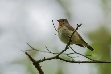 Obraz premium Red breasted flycatcher on a branch in the forest