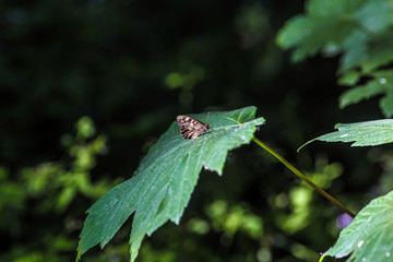 Butterfly through the light