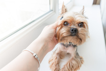 Dog yorkshire terrier on the window