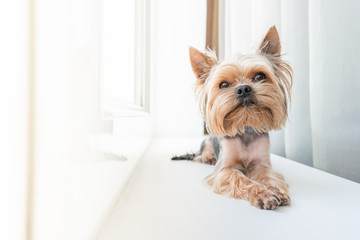 Dog yorkshire terrier on the window