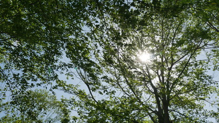 tree in the forest