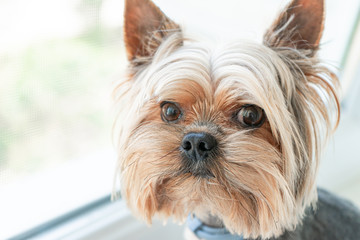 Dog yorkshire terrier on the window