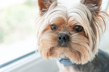 Dog yorkshire terrier on the window