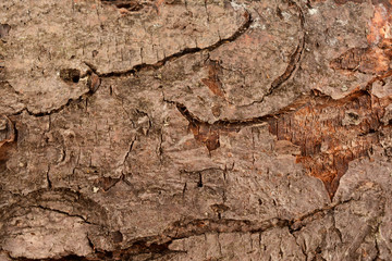 wood closeup