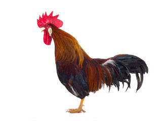 rooster  isolated on white