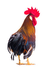rooster  isolated on white