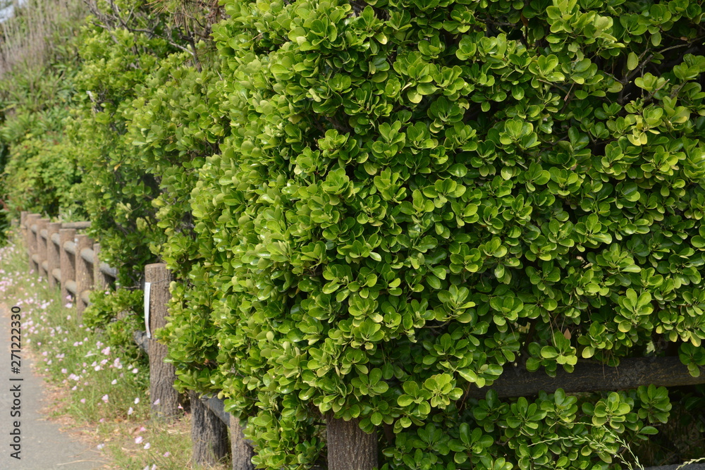 Wall mural The evergreen Japanese spindle tree (Euonymus japonica) is used for hedges.