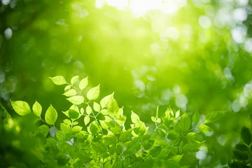 Foto op Plexiglas Nature of green leaf in garden at summer. Natural green leaves plants using as spring background cover page greenery environment ecology wallpaper © Fahkamram