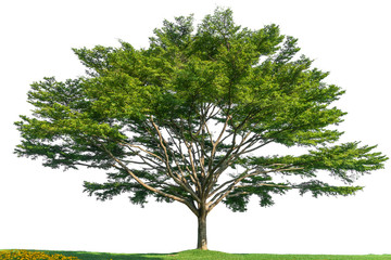 Fototapeta na wymiar Isolated tree on white background