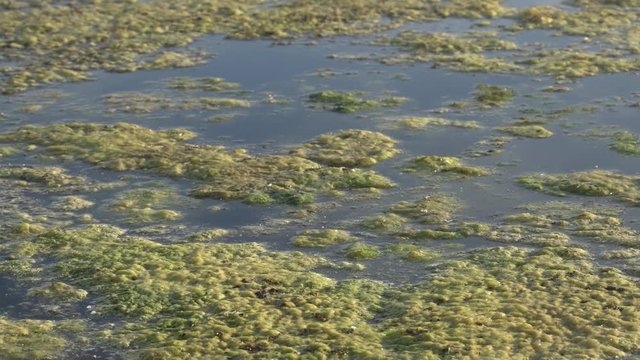Slimy, green floating water algae on the pond surface. Green weeds growing on water surface, acidifying water