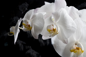 White orchid flowers agaist glamour black  background. close up shot