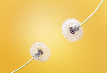 two fluffy dandelions on a bright yellow background with space for text