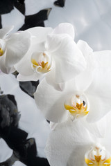 Fototapeta na wymiar White orchid flowers agaist glamure black background. close up shot
