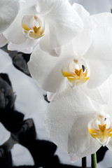 Fototapeta na wymiar White orchid flowers agaist glamour black background. macro shot