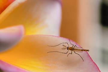 Mosquitoes are caught on flower petals.