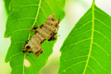 Wasps built their nest on the leaves.