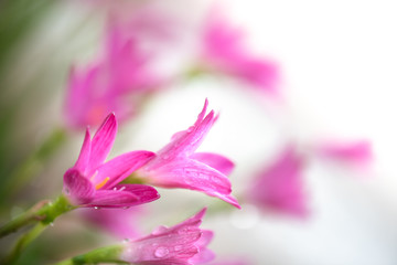 Pink flowers with water drops.