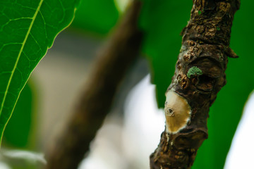 Lichens that are growing and dead