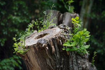 Cut tree in a natural park