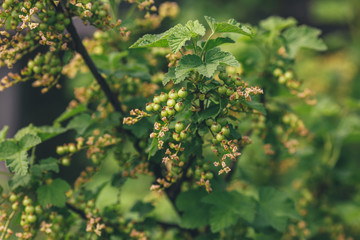 Currant bush with bunch of green unripe berries