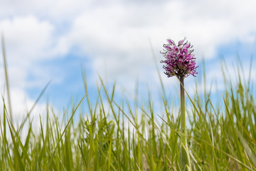 Orchid&eacute;e simia