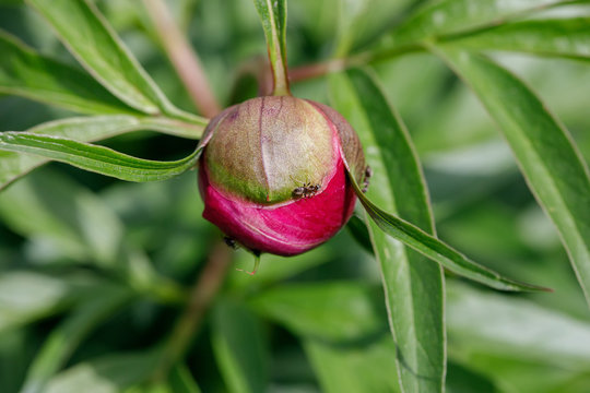 Ants on a green peony bud in the spring