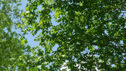 green leaves 