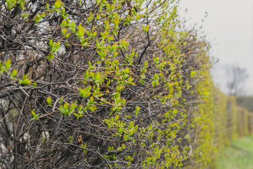High bushes with small green leaves. The prospect of bushes goes into the blurred background of bushes. Spring bushes with green leaves