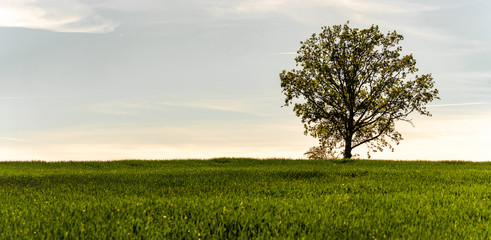 Tree in a field