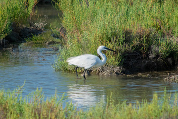 Garceta común (Egretta garzetta) paseando por el agua de un pequeño lago cerca de los humedales del Delta de l'Ebre, Catalunya, España.