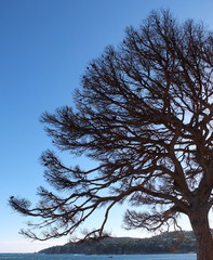 Dead Tree Silhouette Of Calella
