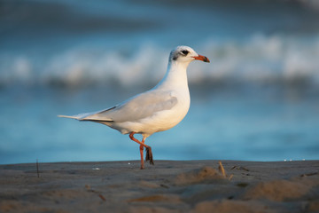 Gaviota blanca del mediterráneo caminando en un atardecer cerca de la playa con olas y un surfista de fondo.