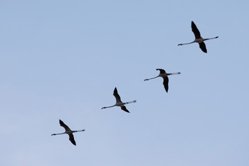 Bandada de cuatro flamencos volando en formación durante su período migratorio. © Momo Estudi