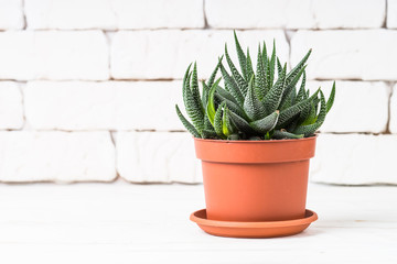 Haworthia in flower pot on white.