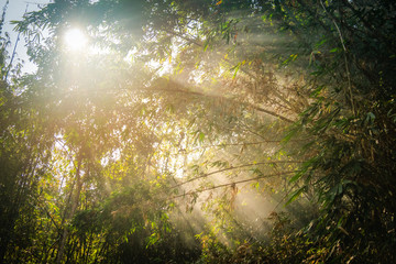 Sunlight through the trees in a forest near Houayxai, Laos