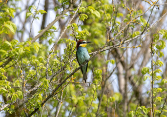 Gruccione - Merops apiaster