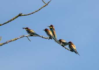 Gruccione - Merops apiaster
