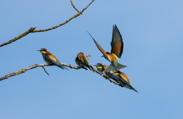 Gruccione - Merops apiaster
